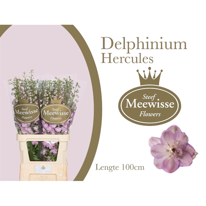 <h4>Delphinium Hercules</h4>