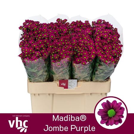 Chr Madiba Jombe Purple
