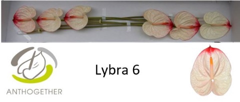 <h4>ANTH A LYBRA 6</h4>