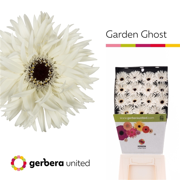 <h4>Ge Gs Garden Ghost - Gerbera United</h4>