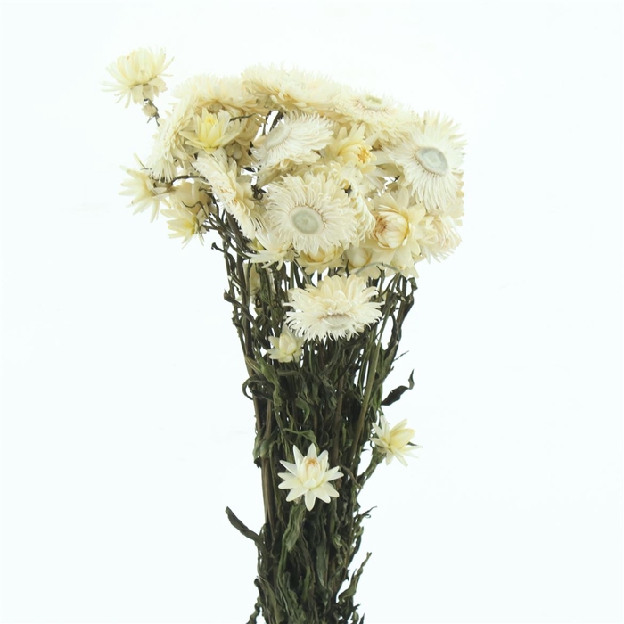 <h4>Dried Helichrysum White</h4>