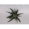 Haworthia Concolor Cutflower Wincx-8cm