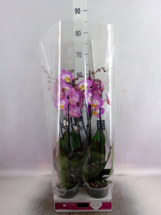 <h4>Phalaenopsis  'Ant Split'</h4>