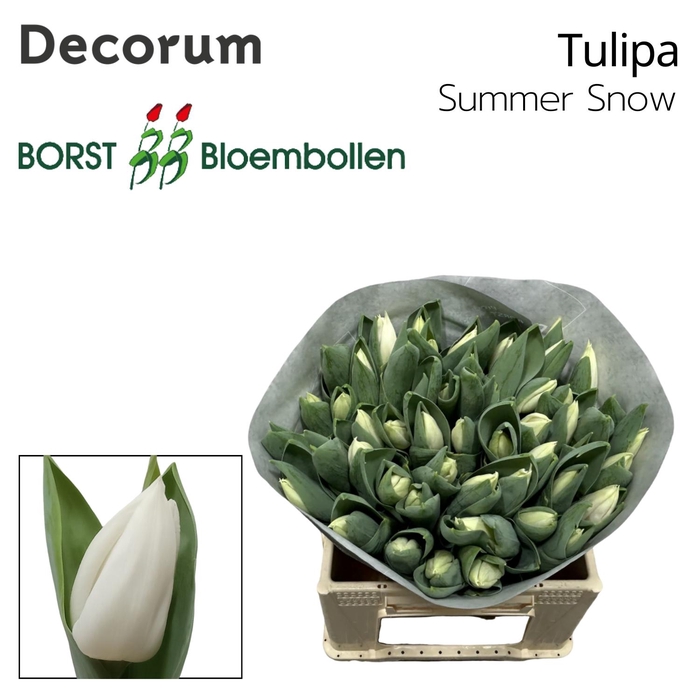 Tulipa si summer snow