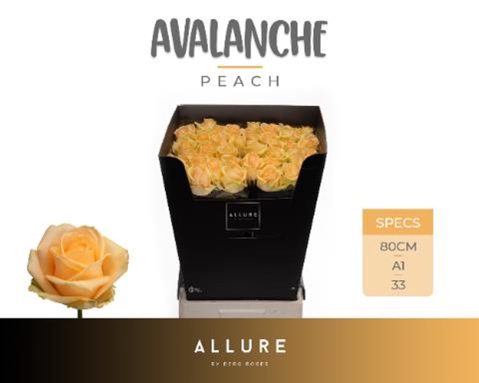 <h4>Rs gr Avalanche Peach</h4>