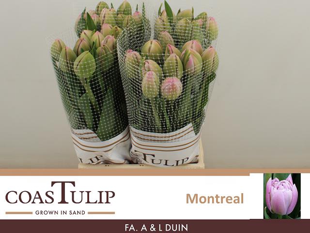 <h4>Tulipa do montreal</h4>
