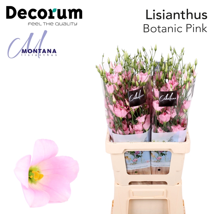 <h4>Lisianthus Botanic Pink</h4>