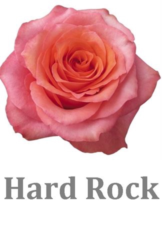 <h4>R Gr Hard Rock</h4>