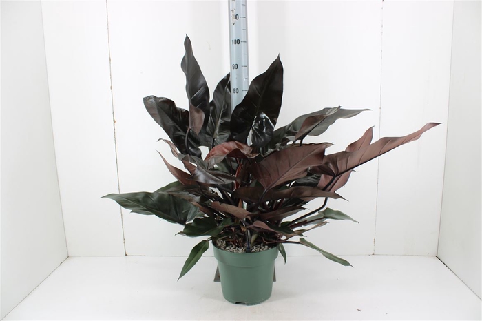 <h4>Philodendron Lisa P27</h4>