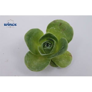 Greenovia Diplocycla Cutflower Wincx-5cm