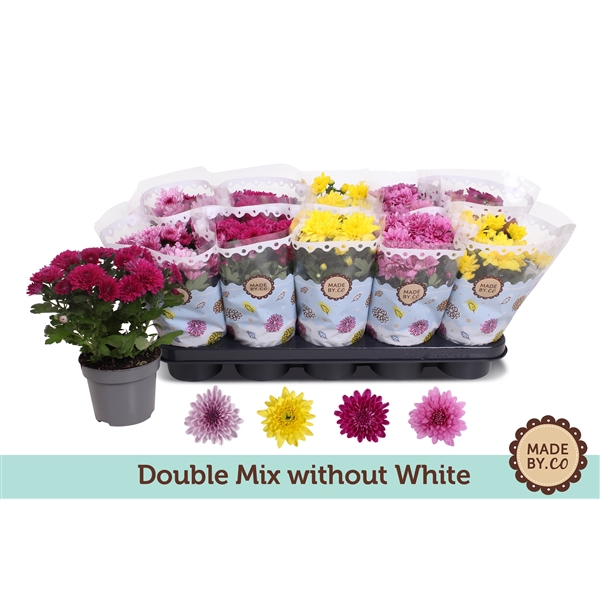 <h4>Chrysant Double mix without white</h4>
