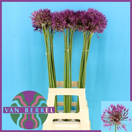 <h4>Allium Purple Rain 85cm</h4>
