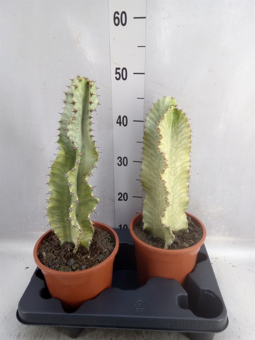 <h4>Euphorbia ingens 'Variegata'</h4>
