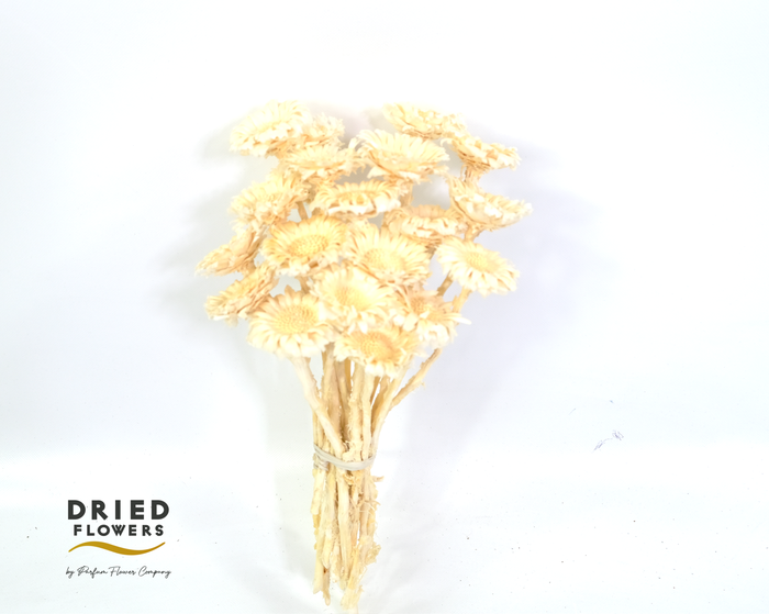 <h4>Dried Bleached Protea Rosette</h4>