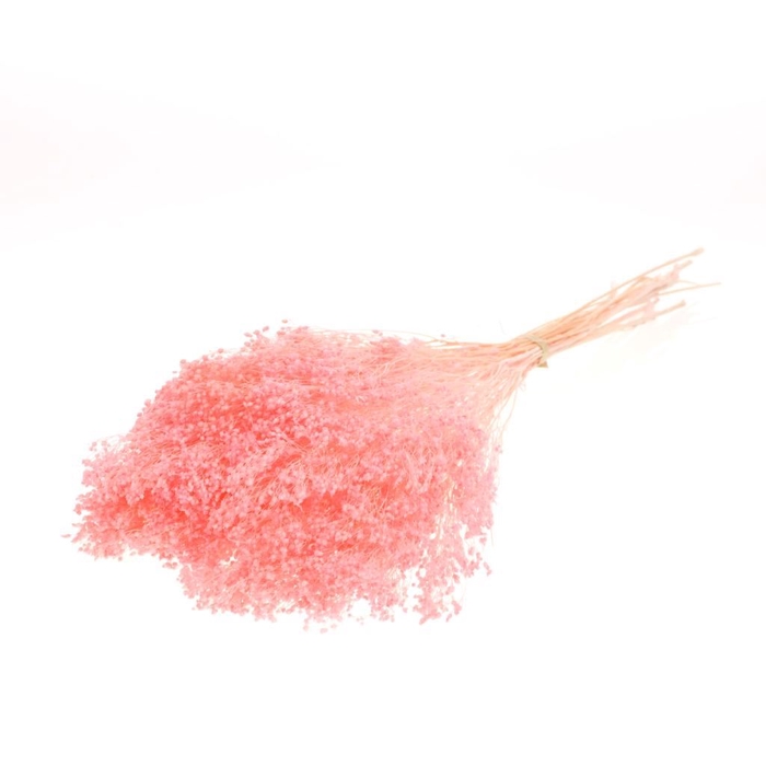 <h4>Broom bloom bunch preserved bleached pink</h4>