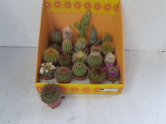 <h4>Cactus Gem 18 Srt</h4>