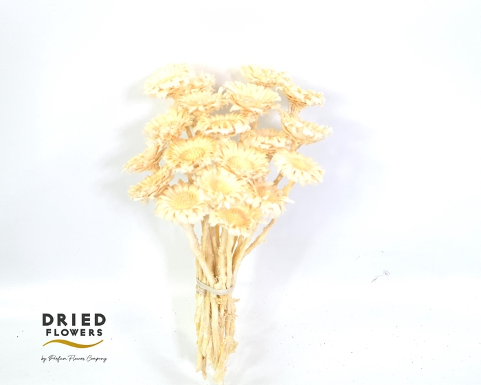 <h4>Dried bleached protea rosette</h4>