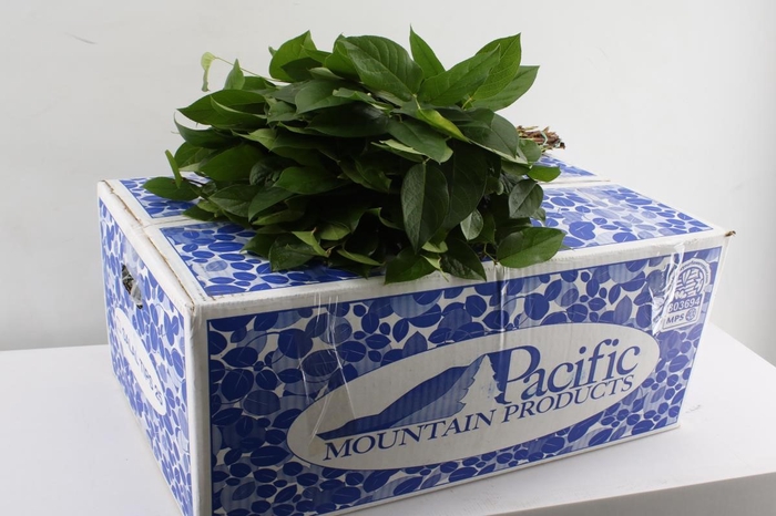 SALAL  TIPS PACIFIC