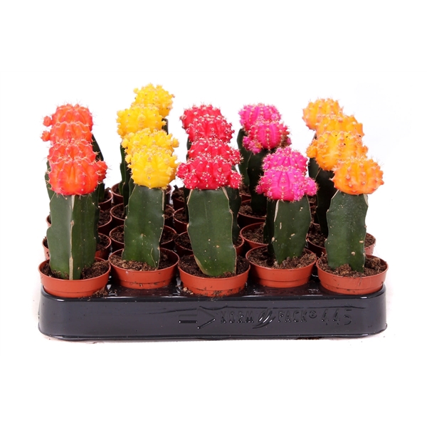 <h4>Cactus geent mix 5,5 cm</h4>