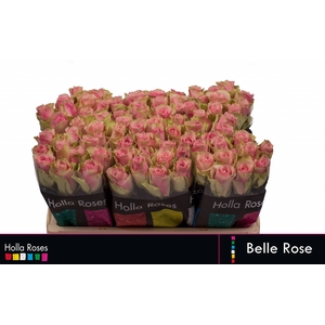 Belle Rose
