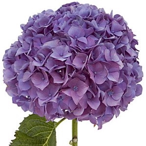 HORTENSIA FORCE 050 CM LILAS