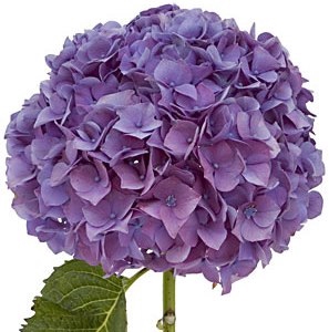 HORTENSIA FORCE 050 CM LILAS