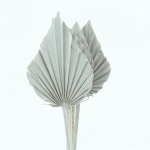 Dried Palm Spear White