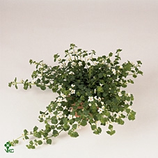 Bacopa Wit P10.5