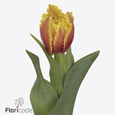 <h4>Tulipa fr kensington</h4>