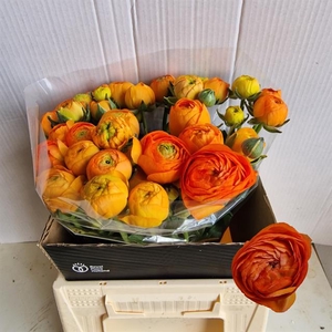 Ranunculus aazur orange