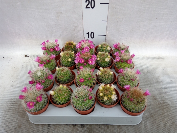 Cactus   ...flowering