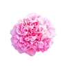 Paeonia Carnation Bouquet
