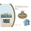 Delphinium el dewi boy