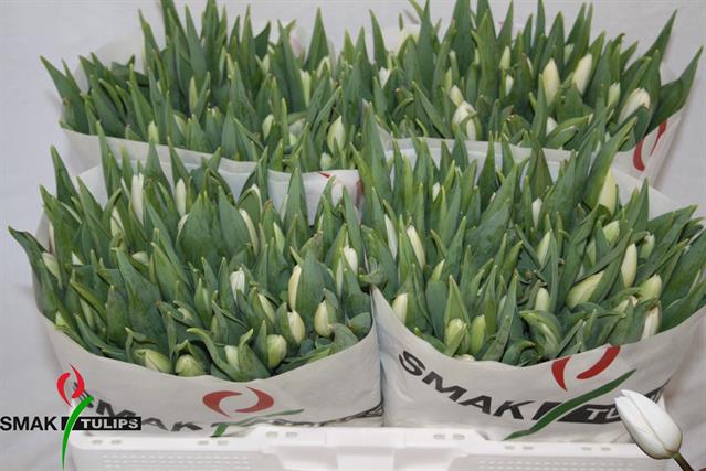 <h4>Tulipa si white flag</h4>