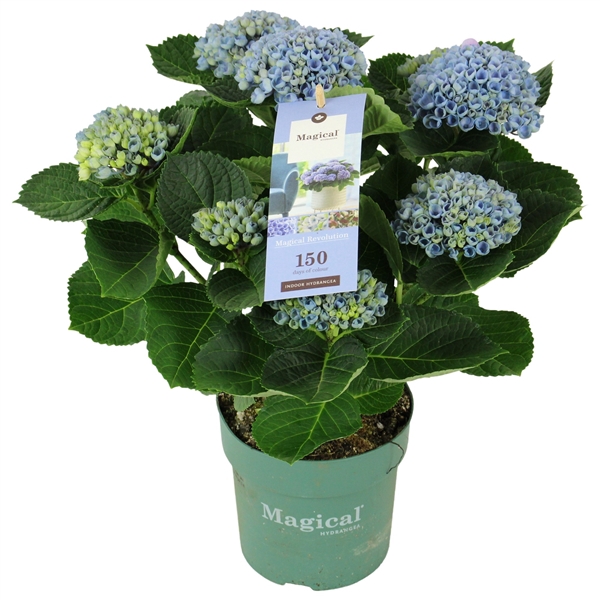 Hydrangea Magical Revolution ® blue 5/6 flowers