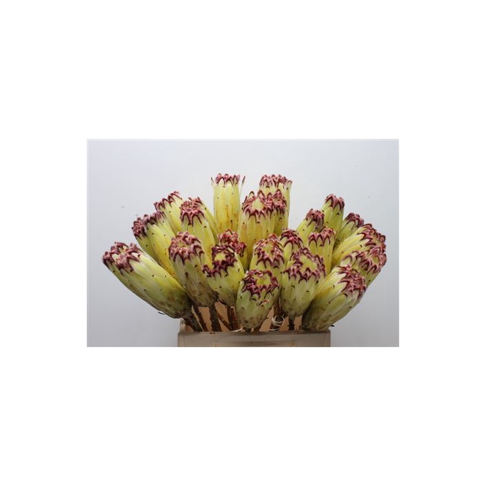 <h4>Protea Limelight No Leaves</h4>