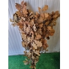 Dec. Quercus Preserved Yellow 150gr