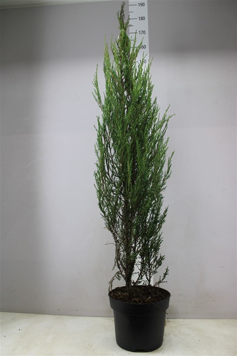 <h4>Juniperus Sc Blue Arrow</h4>