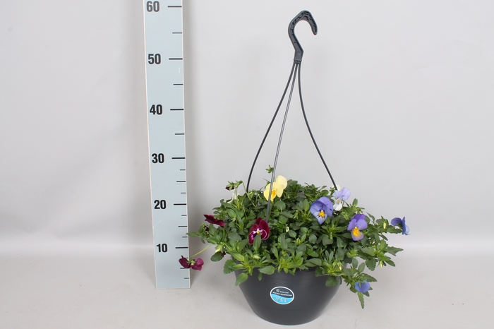 Hangpotten 27 waterreservoir Viola Coolwave Mix in pot
