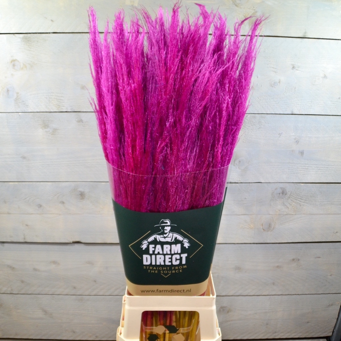 PAMPAS HOT PINK DRIED