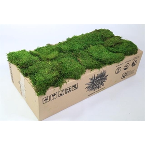 Preserved moss flat 2,5 kg (Plagiothecium)