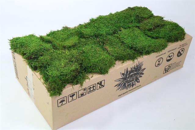 Preserved moss flat 2,5 kg (Plagiothecium)