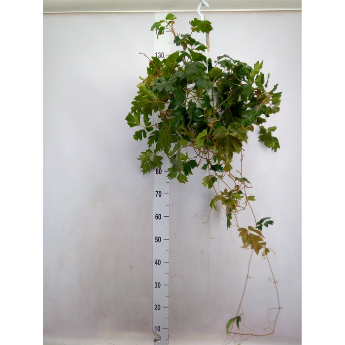 <h4>Cissus rhombifolia 'Ellen Danica'</h4>