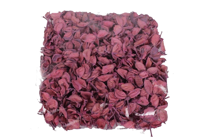 <h4>Cotton pods 250gr in poly frosted pink</h4>