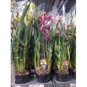 Cymbidium mixed 14Ø 80cm 3st