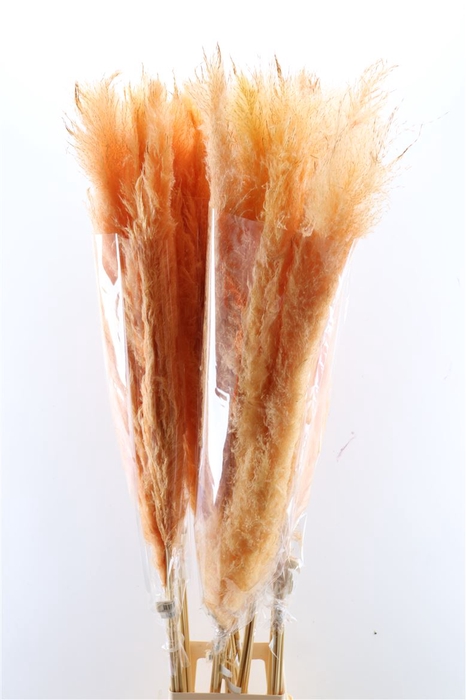 <h4>Dried Cortaderia Dadang Salmon 140cm P Stem</h4>