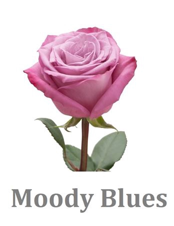 <h4>R Gr Moody Blues!</h4>