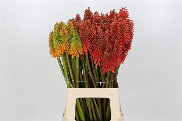 <h4>Kniphofia mix in bucket</h4>