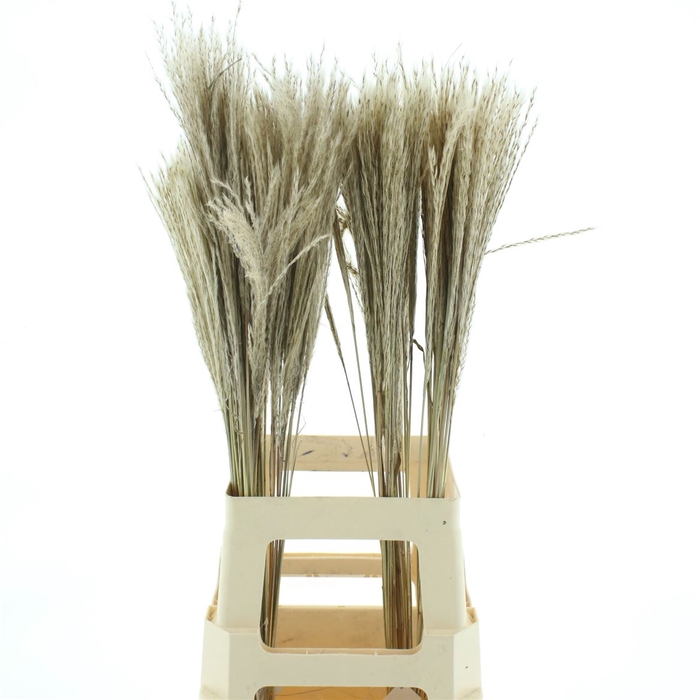 <h4>Dried Miscanthus Natural</h4>