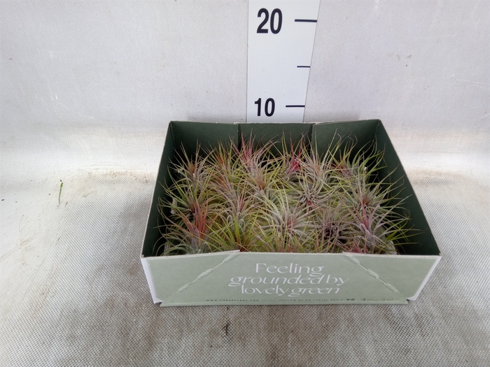 <h4>Tillandsia</h4>